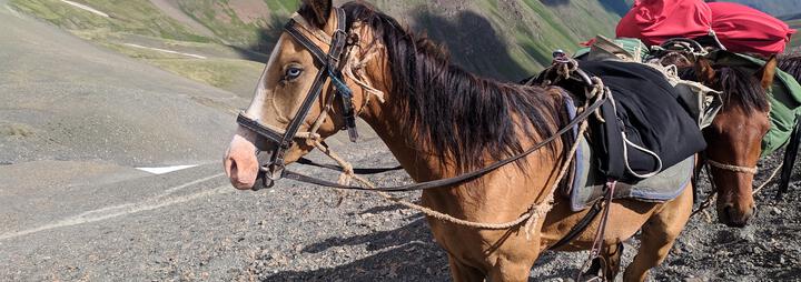 Conseils pour bien monter à cheval