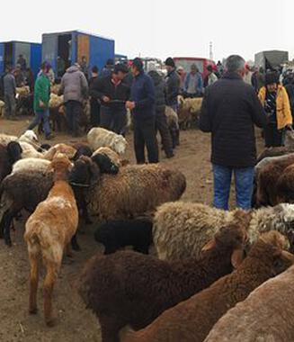 
            Dimanche: Le marché aux bestiaux de Tokmok
      